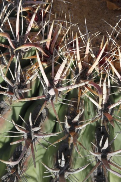 ferocactuspeninsulae2.jpg