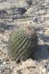 ferocactuspeninsulae_small.jpg
