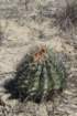 ferocactussantamaria_small.jpg
