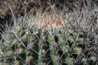 ferocactuspeninsulae_small.jpg