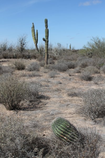 ferocactuspeninsulaeforgroundpachycereuspringleibackground.jpg