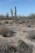 ferocactuspeninsulaeforgroundpachycereuspringleibackground_small.jpg
