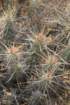 echinocereusbrandegeei_small.jpg