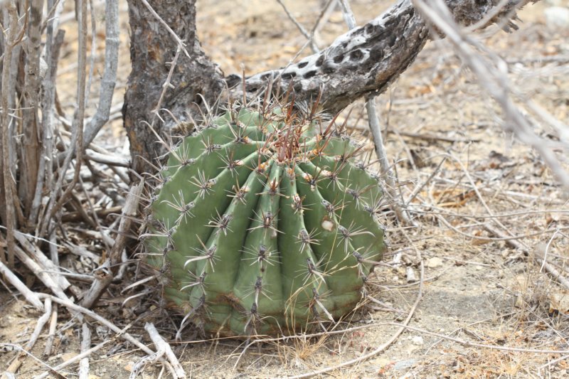ferocactustownsendianus.jpg