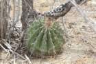 ferocactustownsendianus_small.jpg