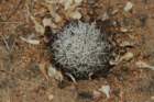 mammillariaschumannii2_small.jpg