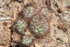 mammillariaschumannii_small.jpg
