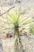 yucacapensis_small.jpg
