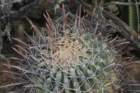 ferocactuspeninsulae2_small.jpg