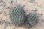 ferocactuspeninsulae_small.jpg