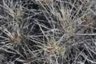 echinocereusmaritimusvarhancockii2_small.jpg
