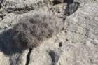 echinocereusmaritimusvarhancockii3_small.jpg