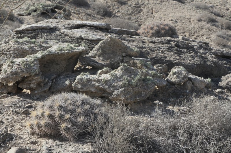echinocereusmaritimusvarhancockii4.jpg
