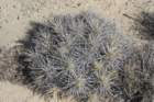 echinocereusmaritimusvarhancockii_small.jpg