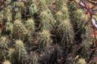 echinocereusbrandegeei_small.jpg
