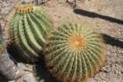 ferocactusdiguetii3_small.jpg