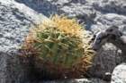 ferocactusdiguetii_small.jpg