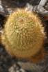 mammillariacerralboa_small.jpg