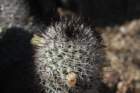 mammillariaphitauiana2_small.jpg