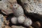 mammillariaphitauiana4_small.jpg