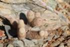 mammillariadioica_small.jpg