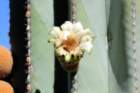 pachycereuspringlei4_small.jpg