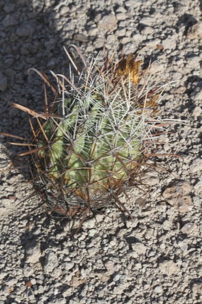 ferocactustownsendianus.jpg