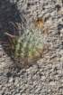 ferocactustownsendianus_small.jpg