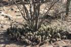 echinocereusbrandegeei2_small.jpg