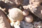 mammillariaphitauiana2_small.jpg