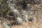 echinocereusbrandegeei_small.jpg