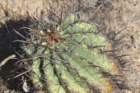 ferocactustownsendianus_small.jpg