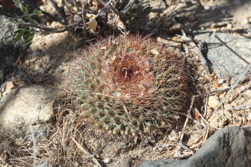 mammillariabaxteriana.jpg