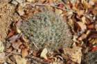 mammillariabaxteriana2_small.jpg