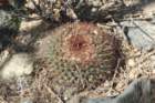 mammillariabaxteriana_small.jpg