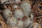mammillariaschumannii2_small.jpg