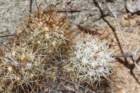 mammillariaschumannii3_small.jpg