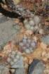 mammillariaschumannii_small.jpg