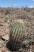 ferocactusemoryivarrectispinus2_small.jpg