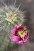 echinocereusengelmannii2_small.jpg