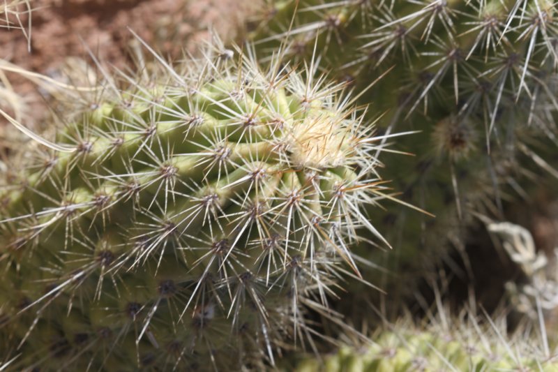 echinocereusengelmannii3.jpg