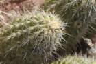 echinocereusengelmannii3_small.jpg