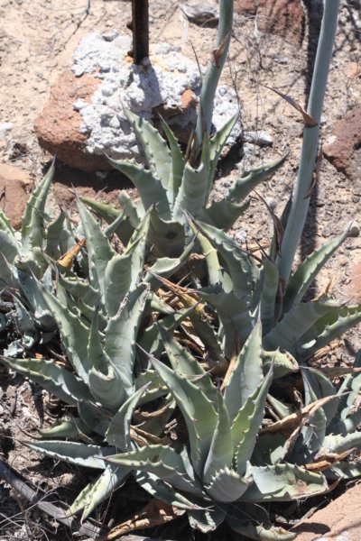 agavecerulata.jpg