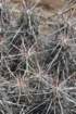 echinocereusbrandegeei2_small.jpg