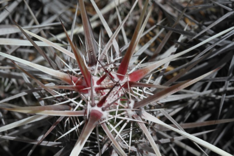 echinocereusbrandegeei3.jpg