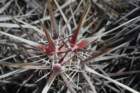 echinocereusbrandegeei3_small.jpg
