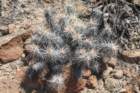 echinocereusbrandegeei_small.jpg
