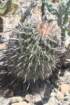 ferocactuspeninsulae3_small.jpg