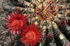 ferocactuspeninsulae_small.jpg