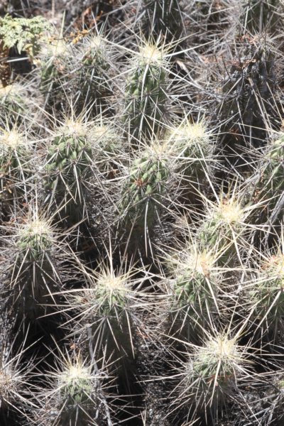 echinocereusbrandegeei2.jpg